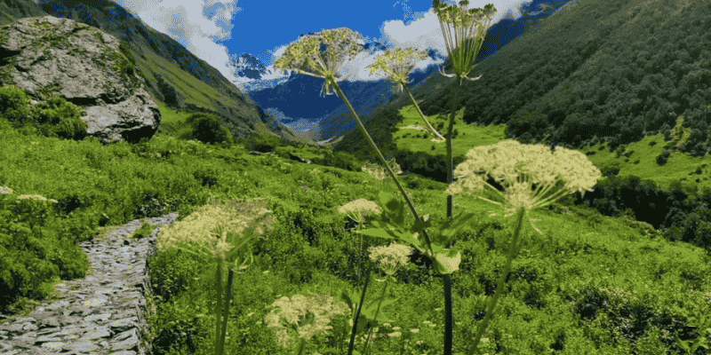valley of flowers trek 2026 one of the best holiday destination