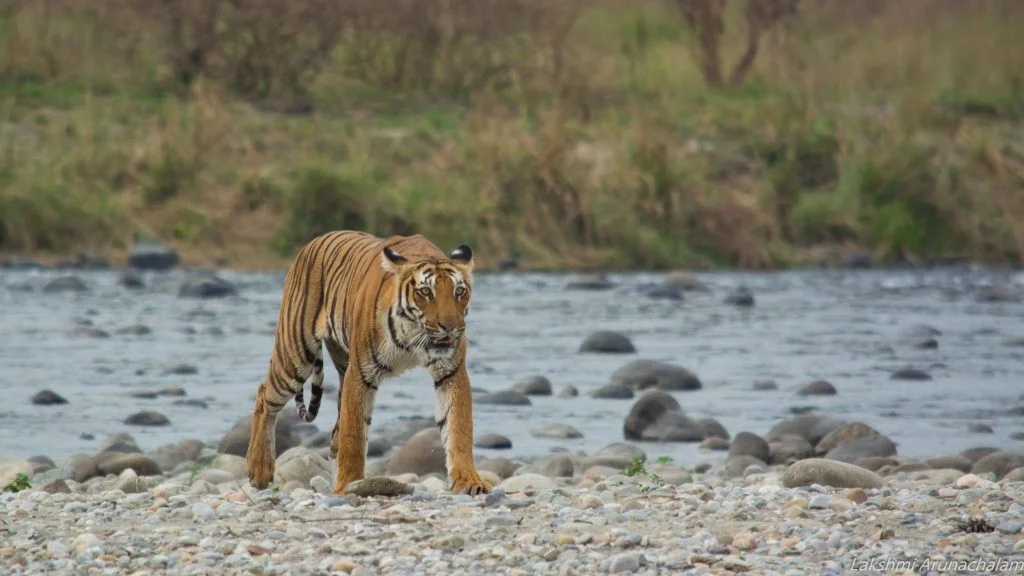 jim corbett national park 2026 top wildlife destination