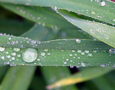 Dew