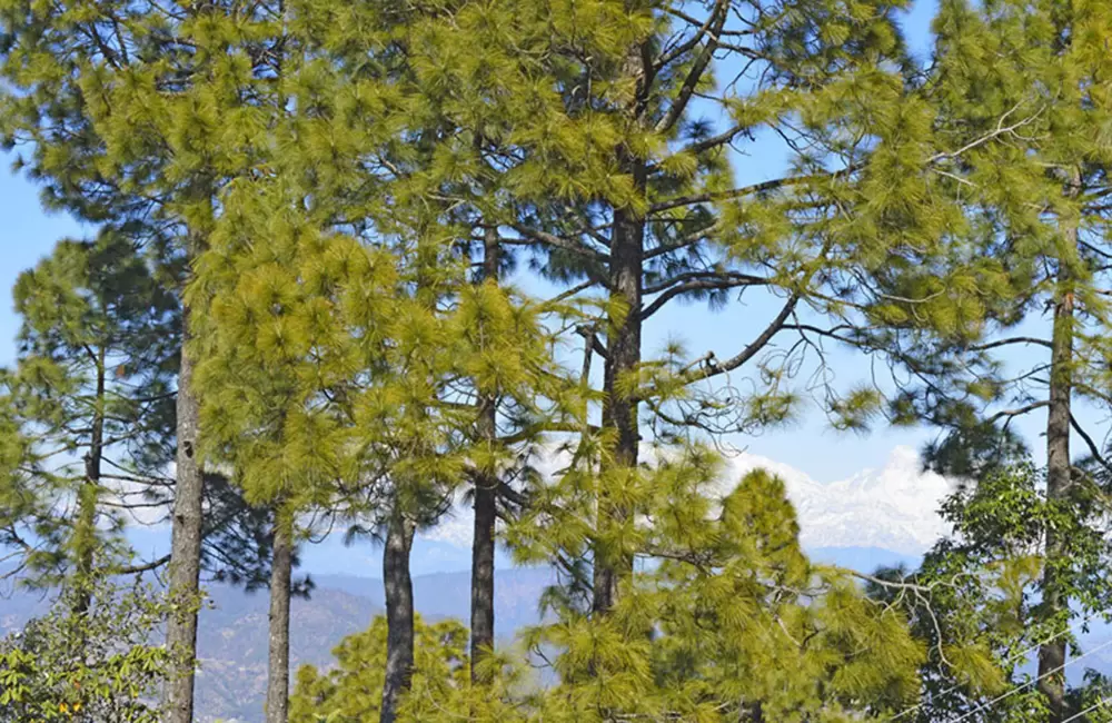 Kasar Devi Temple Trek Route Itinerary Best Time Cost